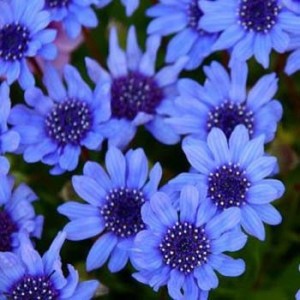 blue gerbera daisy seeds from seeds and such
