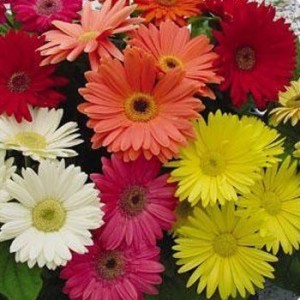 gerbera daisy seeds from outside pride