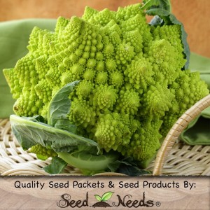 romanesco broccoli seeds by seeds needs