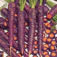 haze hybrid purple carrot seeds from seed kingdom