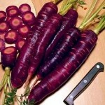 Purple Carrot Seeds Reviews