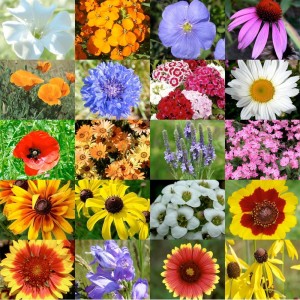 wildflower seed packets from seeds needs