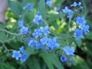 forget me not seed packets from cheap seeds