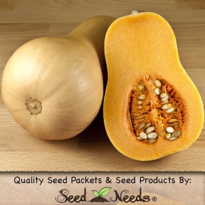 winter squash seeds from seeds needs