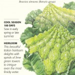 Romanesco Broccoli Seeds Reviews