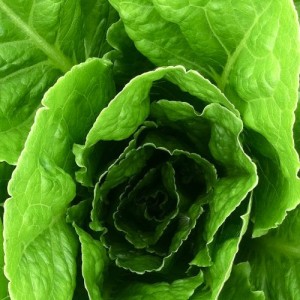 botanical interests romaine lettuce seeds